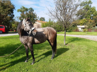 Vente de cheval : LE CANNET